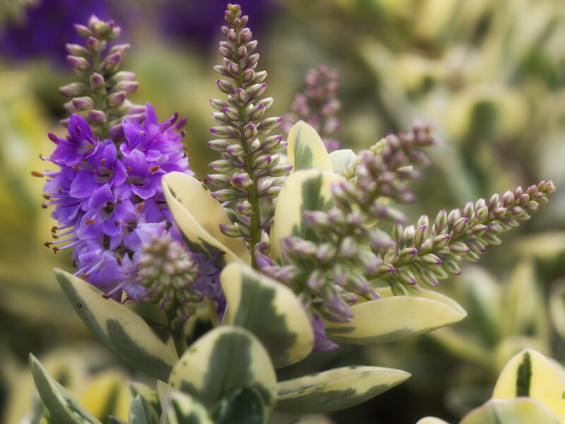 Nous cultivons des plantes de jardin de qualité en concertation avec notre client